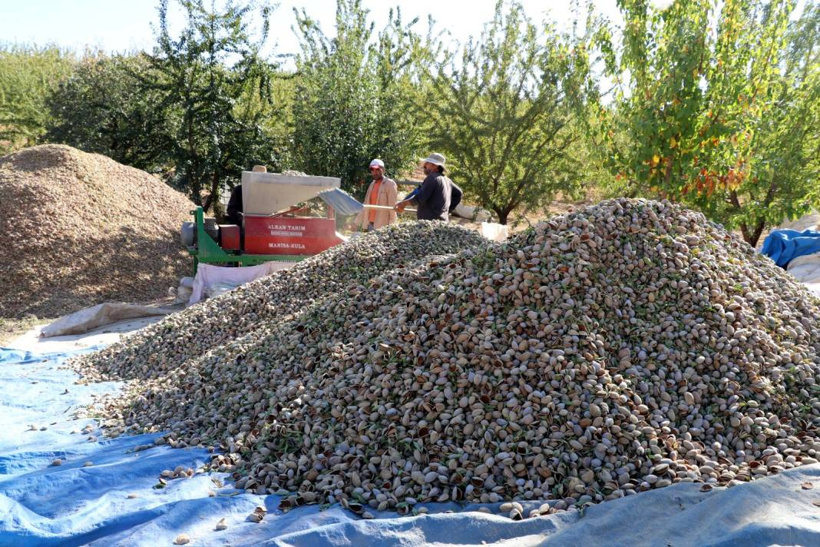 Elazığ'da hasadı başladı. 400 ton rekolte bekleniyor - Fotoğraf: 3